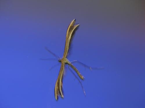 Réf. 302 296 : Merrifieldia sp.